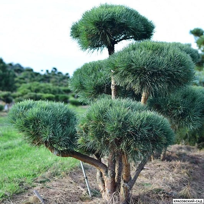 Ниваки - Бонсай садовый сосна Ватерери - Watereri