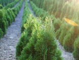 Туя западная Микки (Thuja occidentalis Miky)