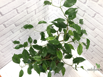 Ficus Benjamina Wiandi / фикус вианди