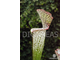 Sarracenia leucophylla clone 1