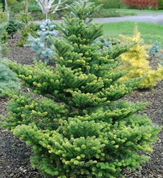 Корейская Молли