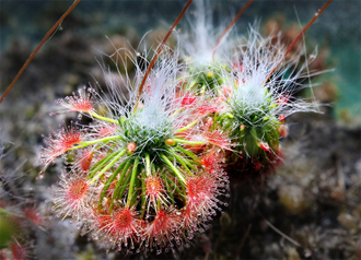 Геммы Drosera Sargentii