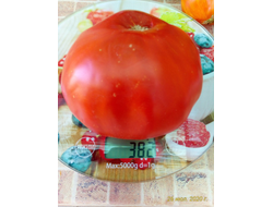 Томат Красный гигант банат (Red giant banat)