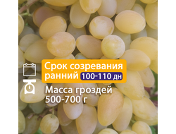 Кишмиш Энивел