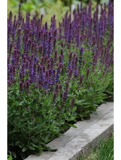 Шалфей дубравный