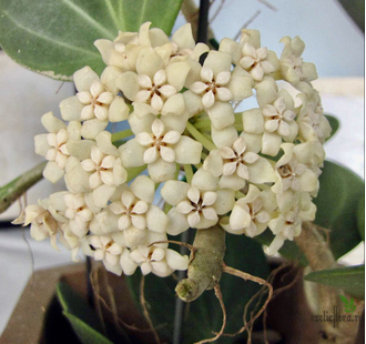 Hoya pachyclada white flowers