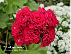 Пеларгония ТА-Амазонка