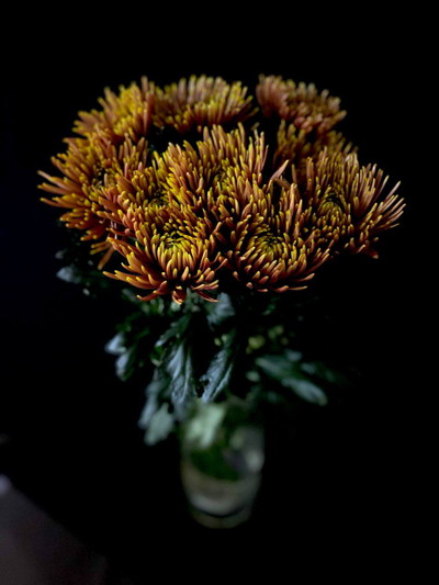 Хризантема одноголовая 9 шт