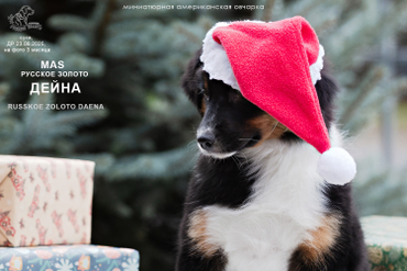 РЗ Дейна, сука, на фото 3 мес.