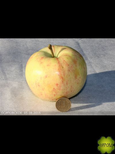 ОСИПОВСКОЕ (карликовый подвой, саженец 1 года)