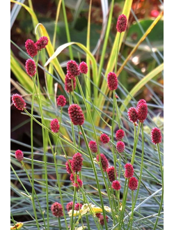 Кровохлёбка