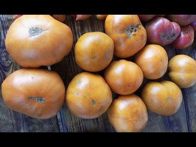 Томат Гном Улуру охра (Dwarf Uluru Ochre), США, Австралия