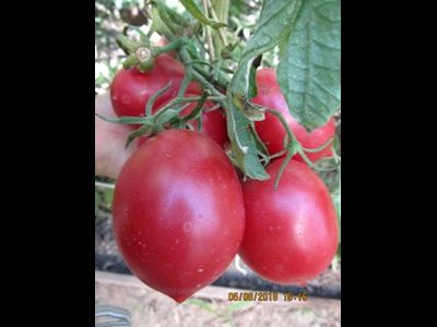 Томат Сызранская пипочка (условное)