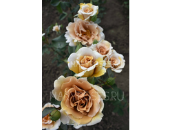 Золотой веер (Eventail d'or) японская селекция