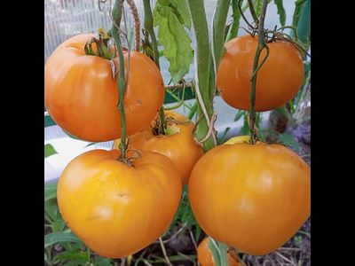 Томат Золото Алтая