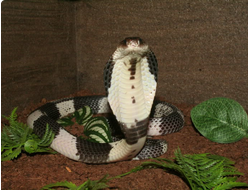 Сиамская кобра (Naja siamensis)