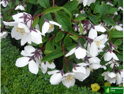 Чубушник венечный "Старбрайт" (жасмин садовый)