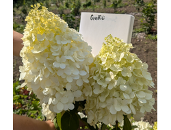Гортензия метельчатая Граффити