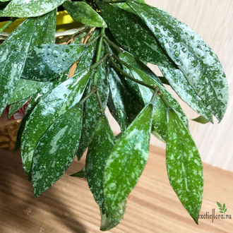 Hoya lacunosa "Laos"  (Full splash red leaves)