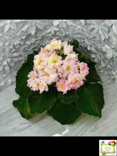 ЛЕ-Злато Скифов (Е. Лебецкая) 2015 г.