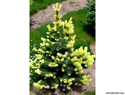 Ель Майголд фото в ландшафте - красовский-сад.рф