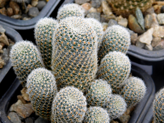 Aylostera heliosa v. cajasensis LH 1229 (H=40, D=20мм)