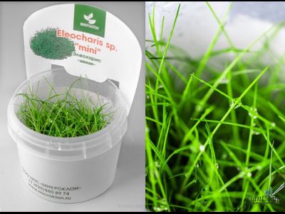 Элеохарис мини