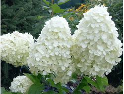 ПОЛЯРНЫЙ МЕДВЕДЬ В ГОРШКЕ 2 ЛИТРА