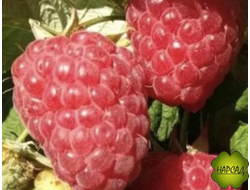 МАЛИНА "Вольница" (среднеспелая, крупная, мощные кусты и ягоды)