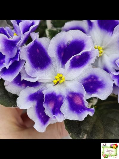 ВаТ-Монарх (Т. Валькова) 2016 г.