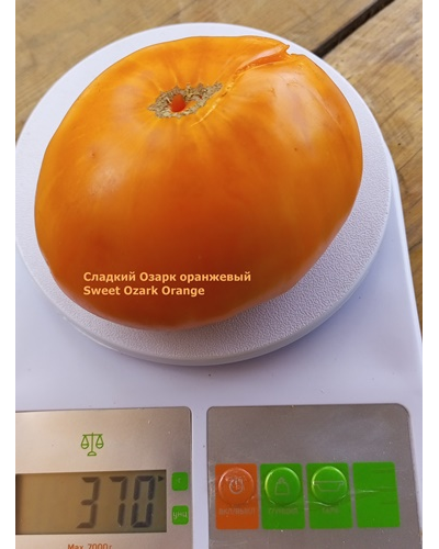 Томат Сладкий оранжевый Озарка (Sweet Ozark Orange)