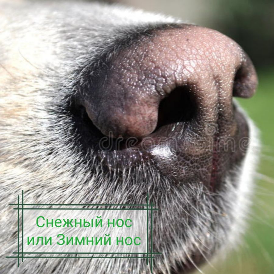Снежный нос или зимний нос у собаки