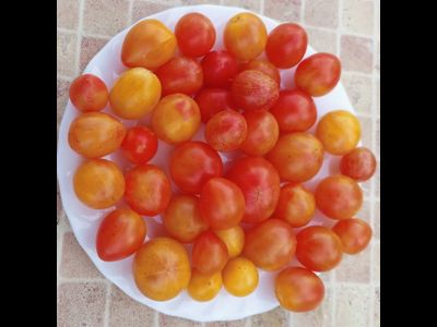 Томат Утренний шмель (Sunrise Bumble Bee)