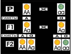 Модель-аппликация "Моногибридное скрещивание" (ламинированная)