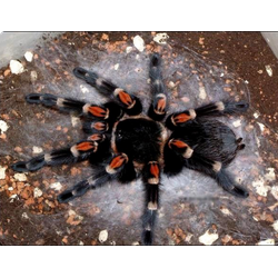 Brachypelma auratum
