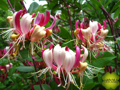 Жимолость вьющаяся "Серотина"