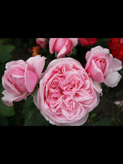 Кисс ми Кейт (Kiss me Kate)