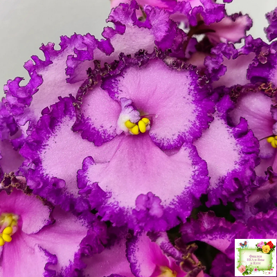 Lyon's Pirate's Treasure (S. Sorano) (8529) 11/09/1996