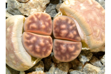 Lithops karasmontana ssp. eberlanzii C208
 