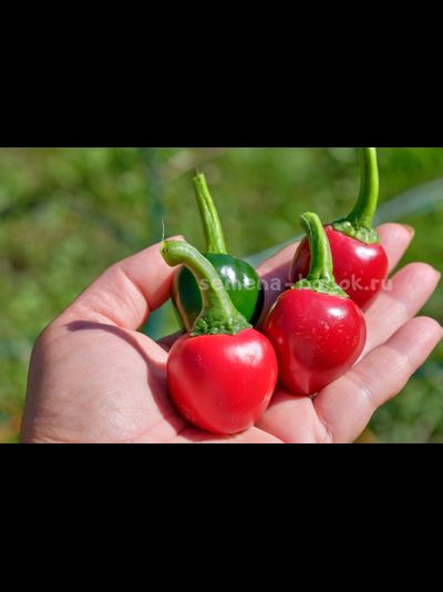 Перец острый Jalapeno Bomb F5, 10 шт