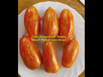 Томат Гном Полосатый перец  (Dwarf Pepper Like Stripe)