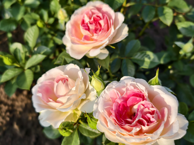 Гуэрнси (Guernsey)