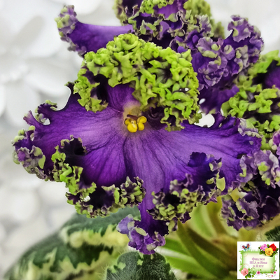 ЛЕ-Галатея Люкс (Е. Лебецкая) 2019 г.