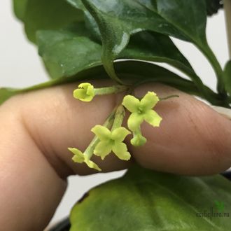 Никодемия дуболистная /  Nicodemia ( Buddleja indica )