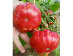 Томат Диковинный цветок розовый