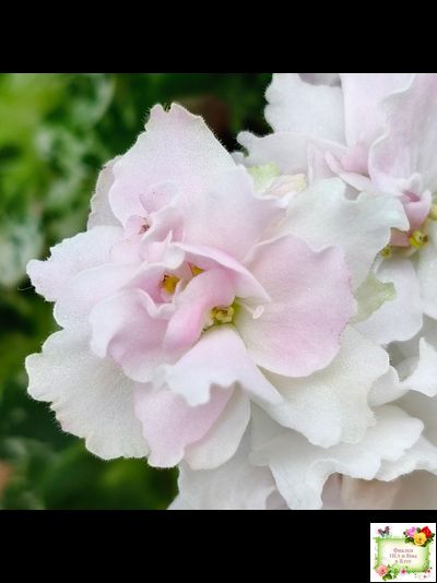 МТ-Кокилье (М. Тотиева) 2023 г.