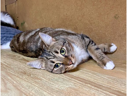 Котики, нашедшие семью!