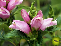 ХЕЛОНЕ (осеннецветущая)