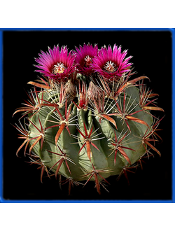Ferocactus