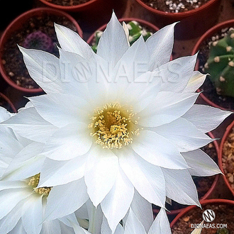 Echinopsis Subdenudata